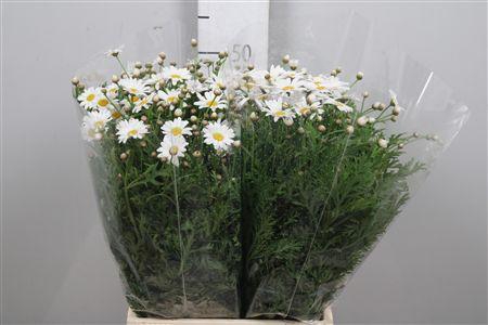 <h4>Leuc Vulg White</h4>