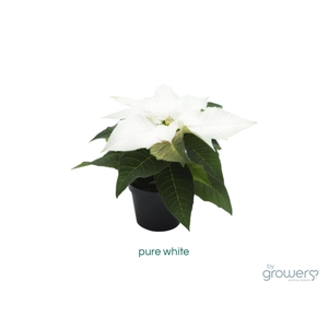 EUPHORBIA PULCHERRIMA  MINI p6 pure white m hoes