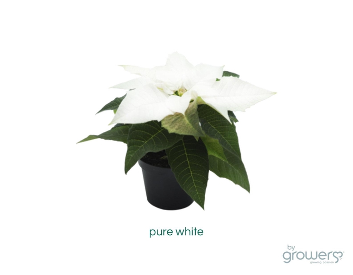 <h4>EUPHORBIA PULCHERRIMA  MINI p6 pure white m hoes</h4>