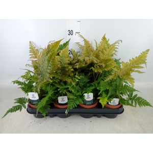 Dryopteris erythrosora