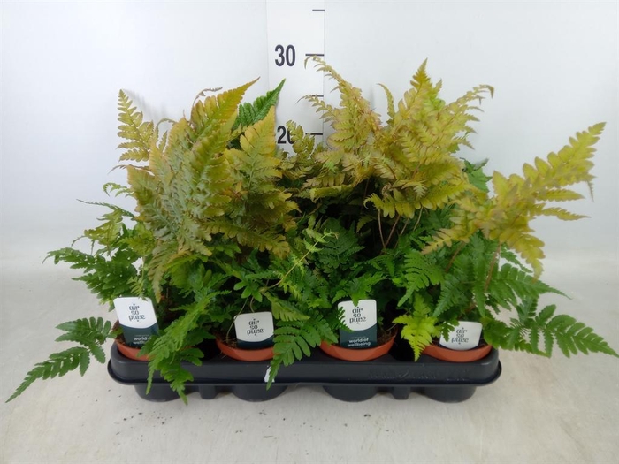 <h4>Dryopteris erythrosora</h4>
