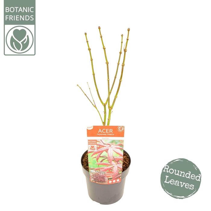 <h4>Acer palm. 'Starfish' ® PREMIUM</h4>