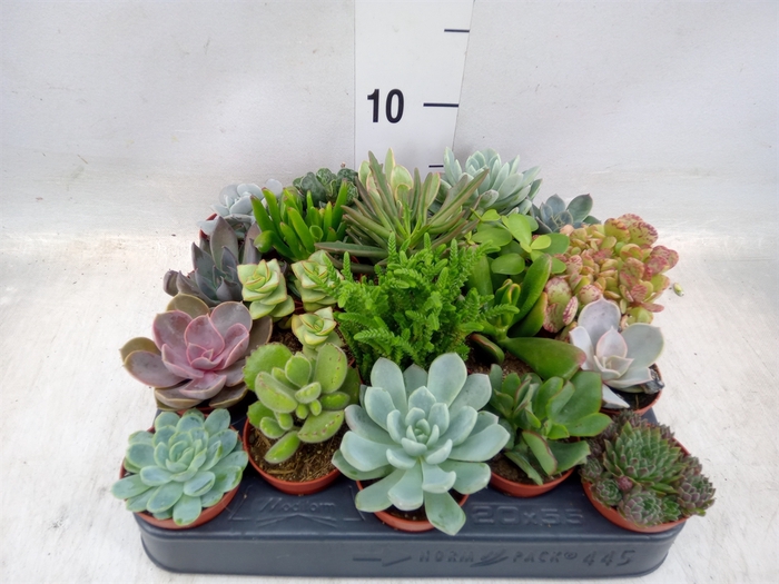 <h4>Succulents   ...</h4>