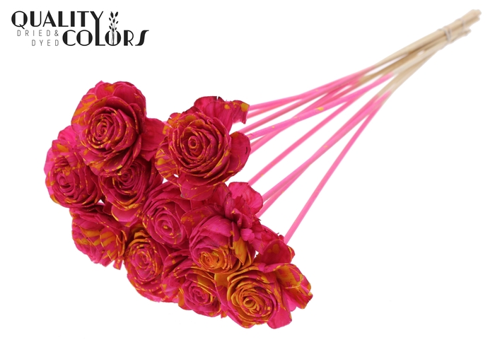 Shola Beauty Rose 6cm on stem Splashed Cerise/Yellow