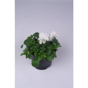 Viola Cornuta Grp Callisto F1 White