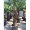 Trachycarpus fortunei stam 70-90