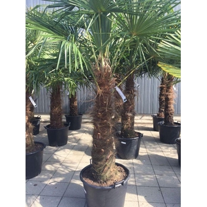 Trachycarpus fortunei stam 70-90