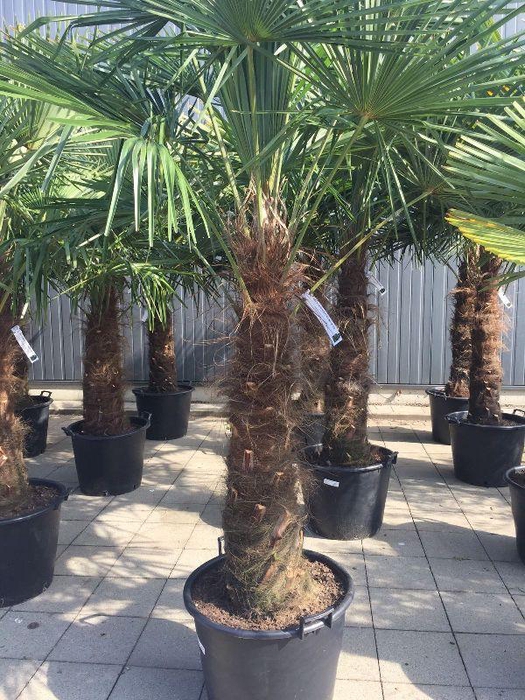 <h4>Trachycarpus fortunei stam 70-90</h4>