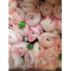 RANUNCULUS CLOONEY LADY
