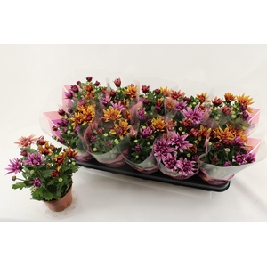 CHRYS ART JEF GEM IP