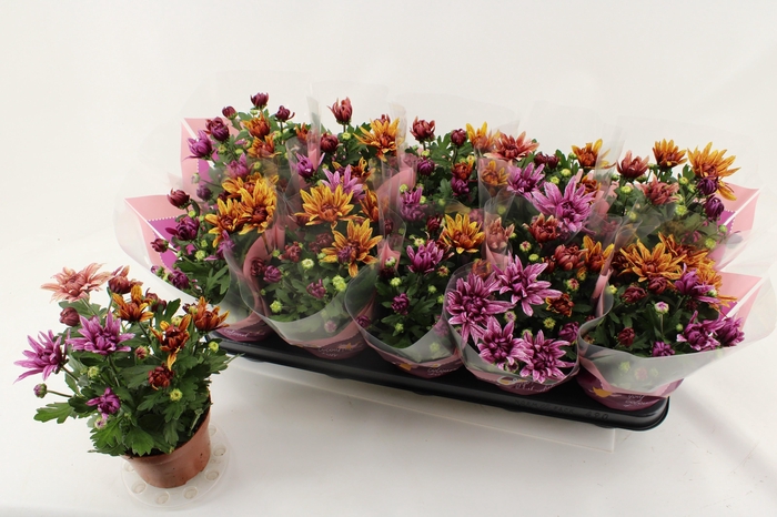 <h4>CHRYS ART JEF GEM IP</h4>