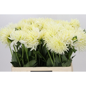 Dahlia Spider Wit