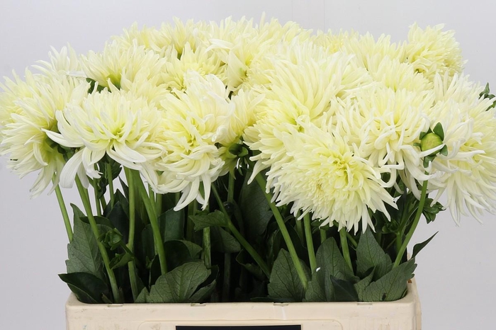 <h4>Dahlia Spider Wit</h4>