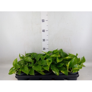 Epipremnum pinn. 'Aureum'