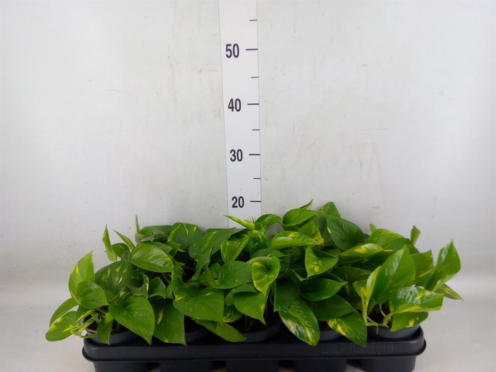 <h4>Epipremnum pinn. 'Aureum'</h4>