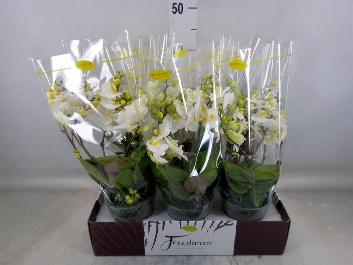 <h4>Phalaenopsis multi.   ...white</h4>