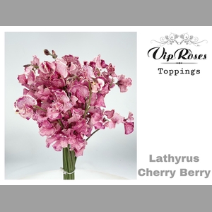 LATHYR CHERRY BERRY