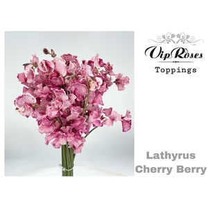 Lathyr Cherry Berry