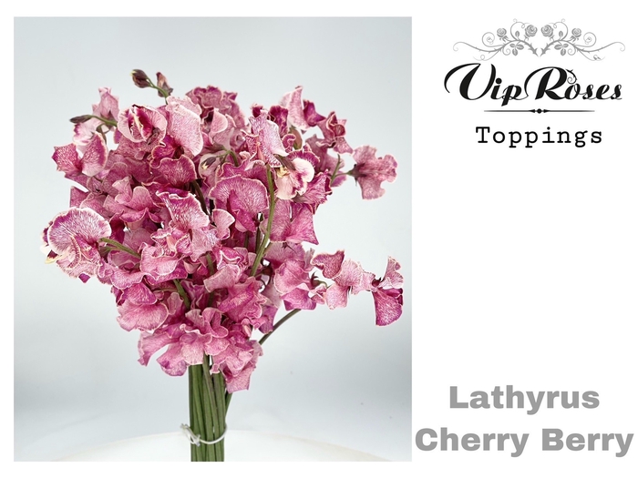 LATHYR CHERRY BERRY