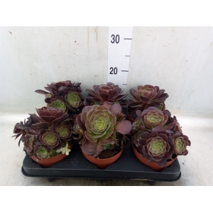 Aeonium arboreum 'Velours'