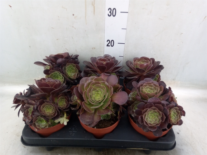 <h4>Aeonium arboreum 'Velours'</h4>