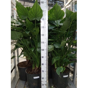 Alocasia cucullata