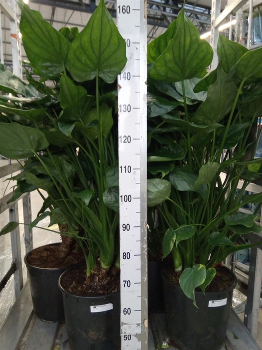 <h4>Alocasia cucullata</h4>