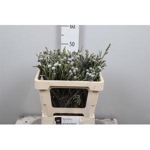 Kaaps Brunia Silver Y