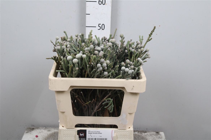 <h4>Kaaps Brunia Silver Y</h4>