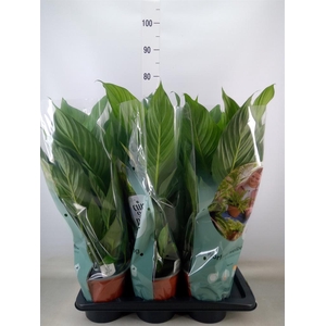 Spathiphyllum  'Bingo Cupido'