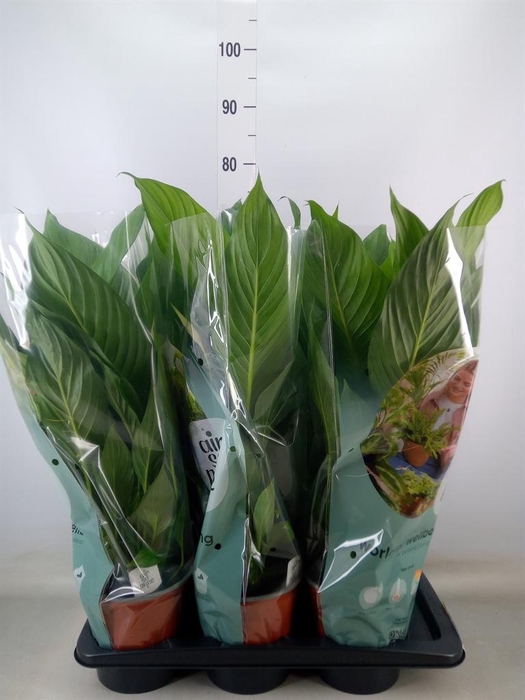 <h4>Spathiphyllum  'Bingo Cupido'</h4>