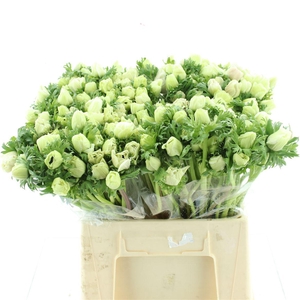 Anem Co Mar White ( Brown Sleeves )