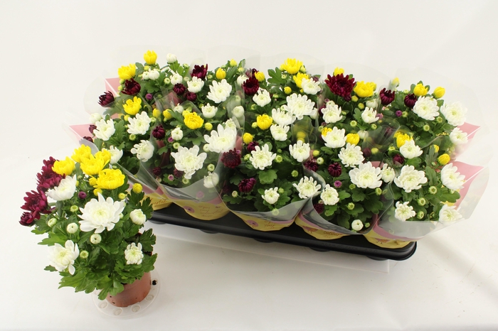 <h4>CHRYS GEM IN POT</h4>