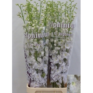 DELPH DU DEWI WHITE SMILE