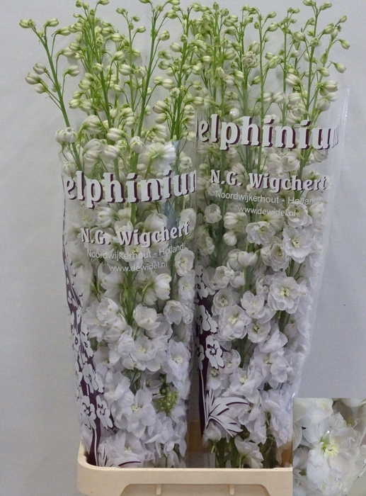 DELPH DU DEWI WHITE SMILE