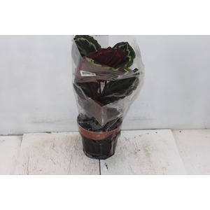 CALATHEA MEDALLION P17
