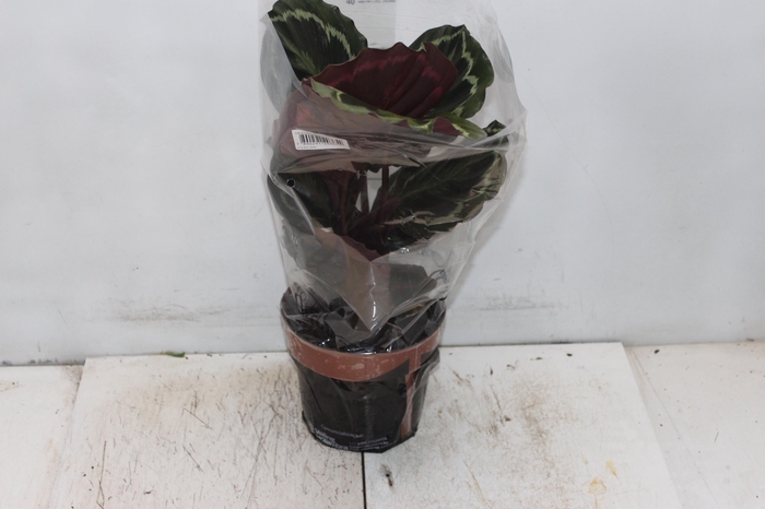 <h4>CALATHEA MEDALLION P17</h4>