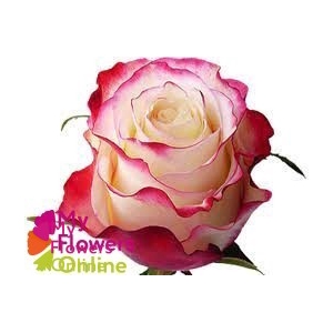 R Gr Sweetnesse Bicolor 50cm EC