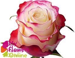 <h4>R Gr Sweetnesse Bicolor 50cm EC</h4>