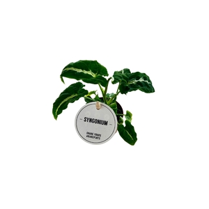 Syngonium Wendlandii