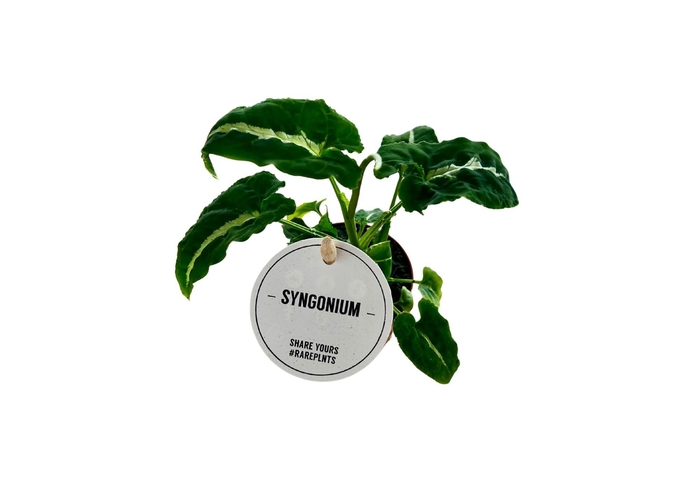 <h4>Syngonium Wendlandii</h4>