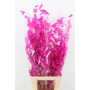 DF Lunaria Bs Shiny Fuchsia