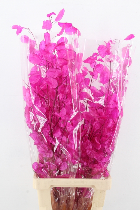 <h4>DF Lunaria Bs Shiny Fuchsia</h4>