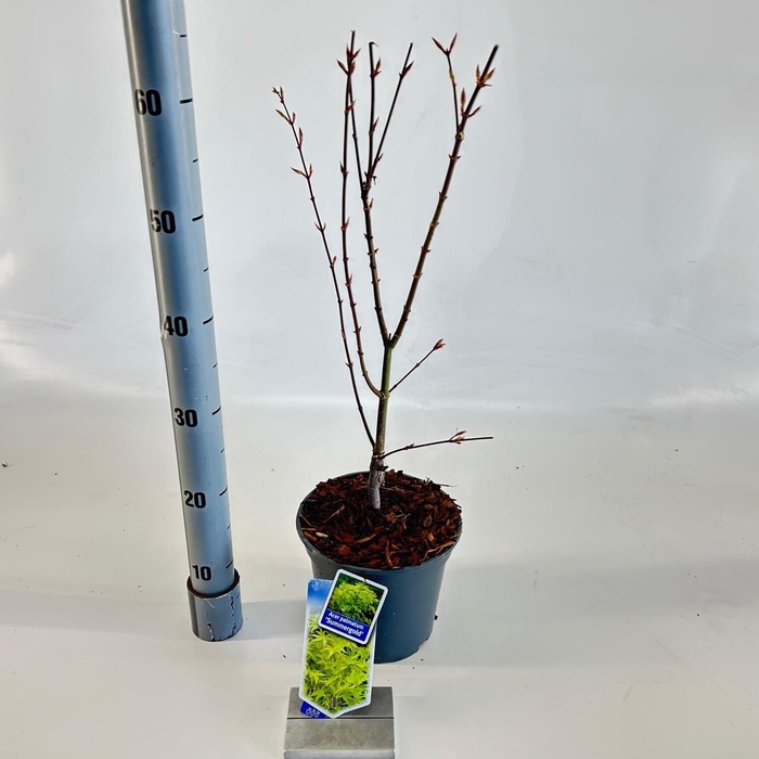 <h4>Acer palmatum Summer Gold</h4>