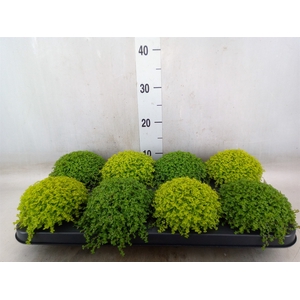 Soleirolia soleirolii   ...mix 2