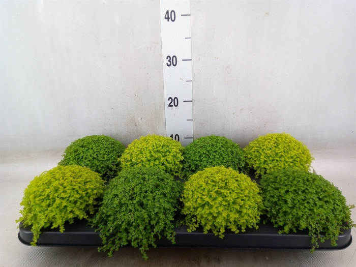 <h4>Soleirolia soleirolii   ...mix 2</h4>