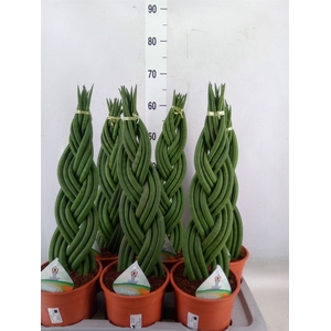 Sansevieria cyl.  ...