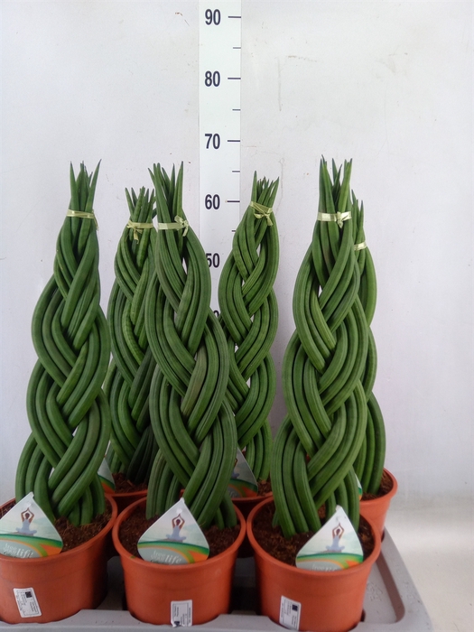 <h4>Sansevieria cyl.  ...</h4>