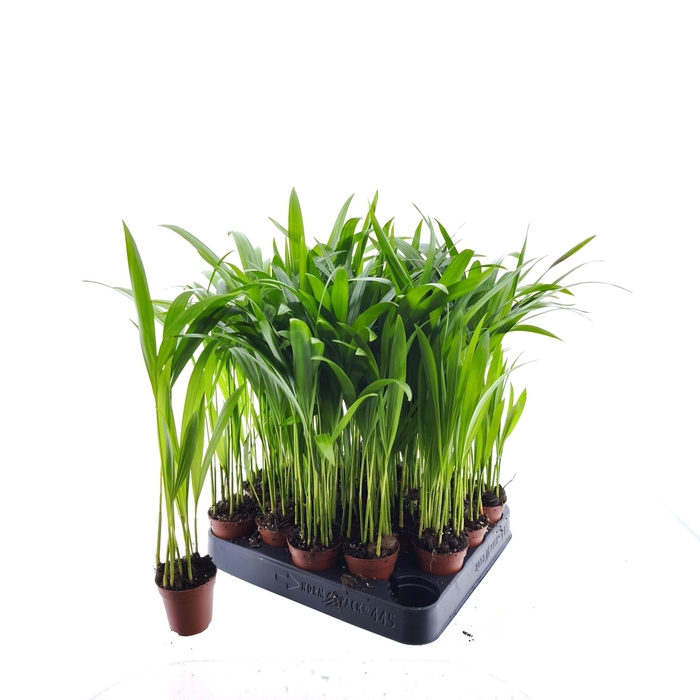 <h4>DYPSIS LUTESCENS</h4>