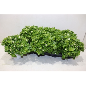 Exacum White